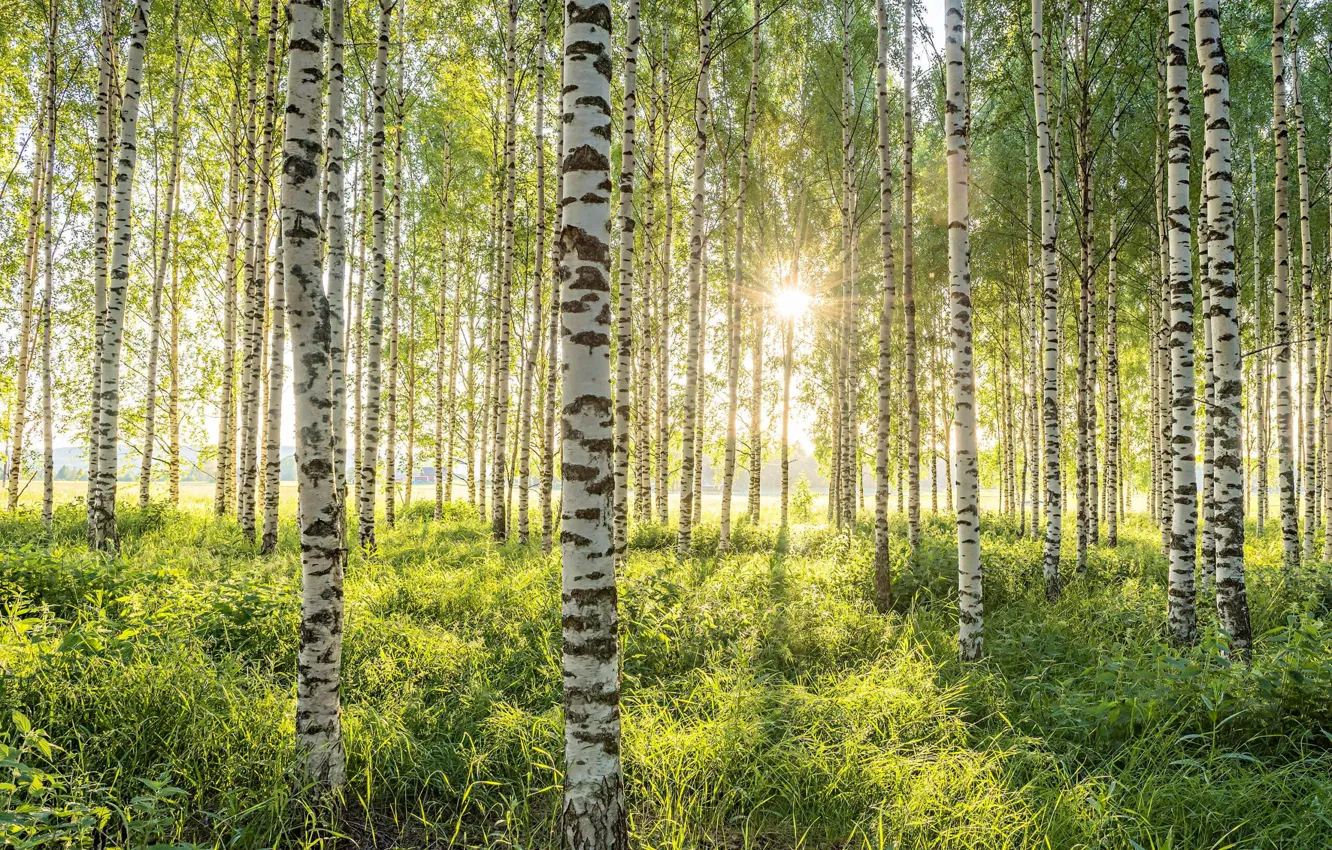 Photo wallpaper forest, the sun, birch, birch grove
