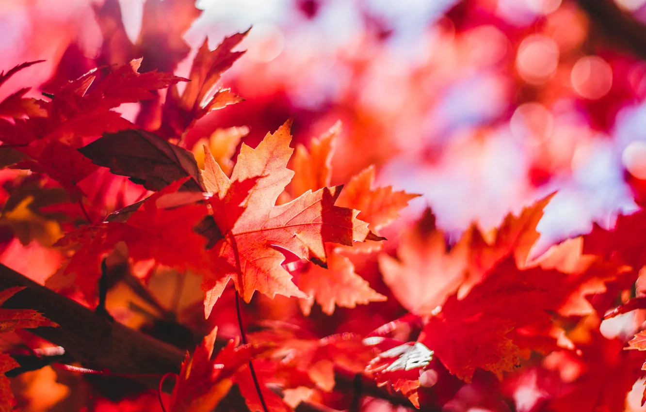 Photo wallpaper Macro, Red, Color, Autumn, Leaves, Falling leaves
