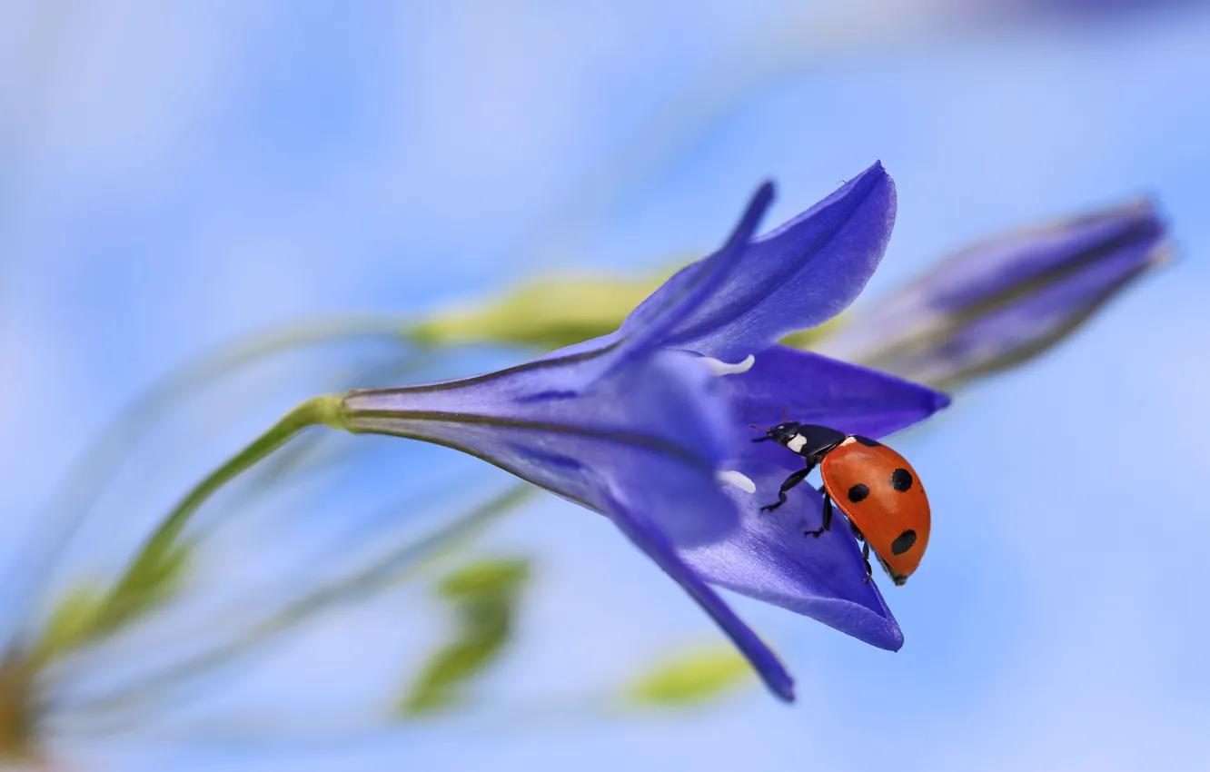 Photo wallpaper macro, flowers, ladybug, flower, macro, ladybug