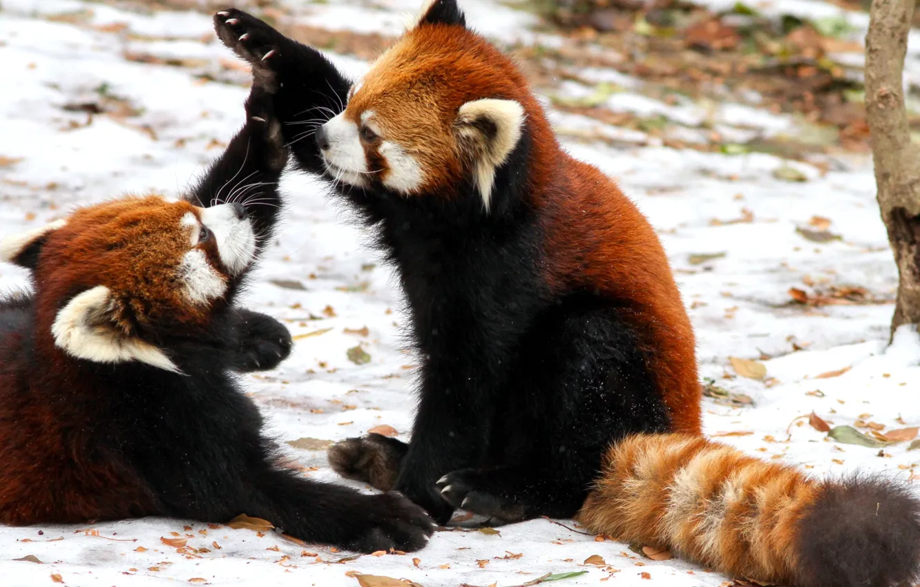 Photo wallpaper winter, snow, the game, pandas