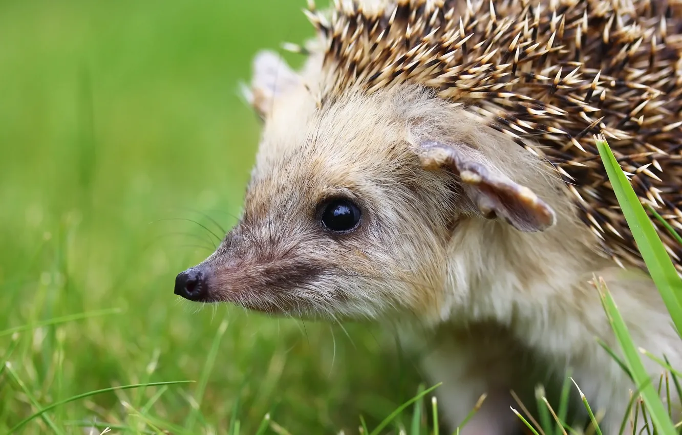 Photo wallpaper background, face, hedgehog