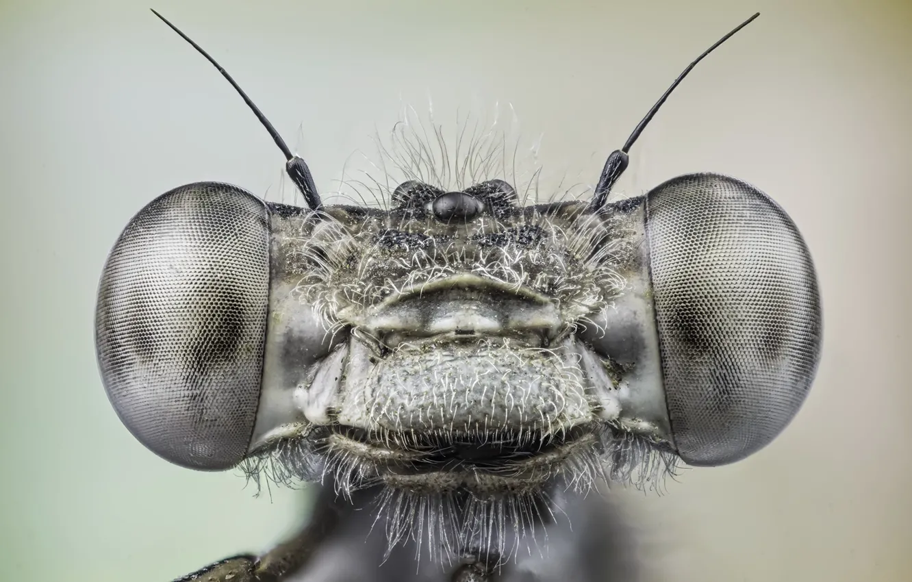 Photo wallpaper macro, dragonfly, Stranger, insect