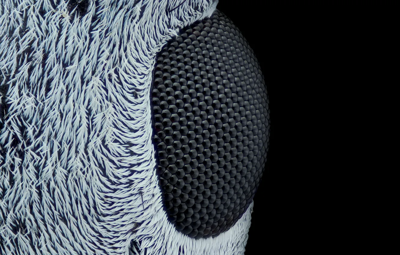 Photo wallpaper eyes, hairs, insect