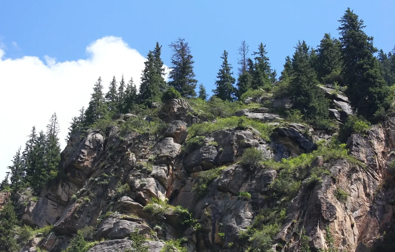 Photo wallpaper forest, the sky, mountains, rocks, ate
