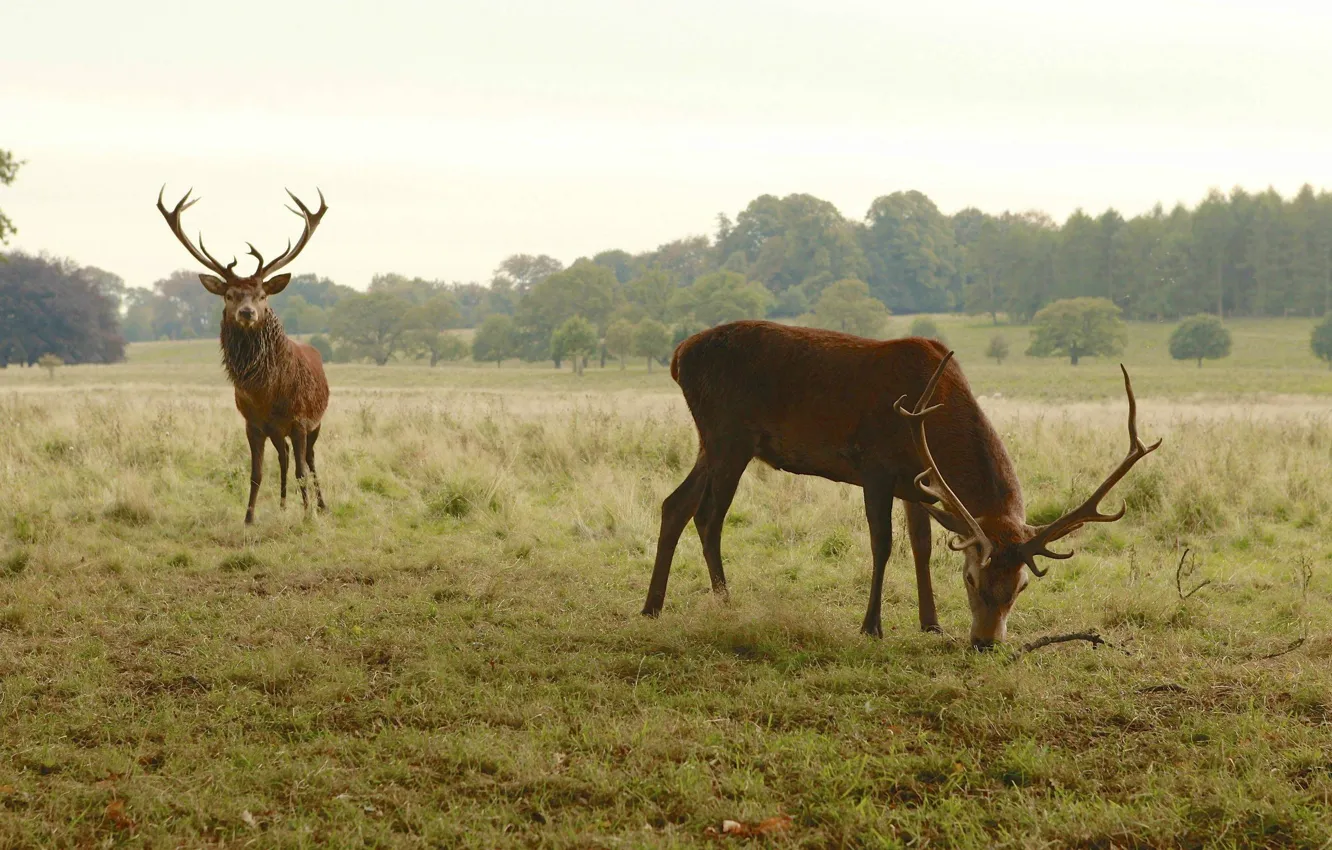 Photo wallpaper deer, horns, Horny, grazing