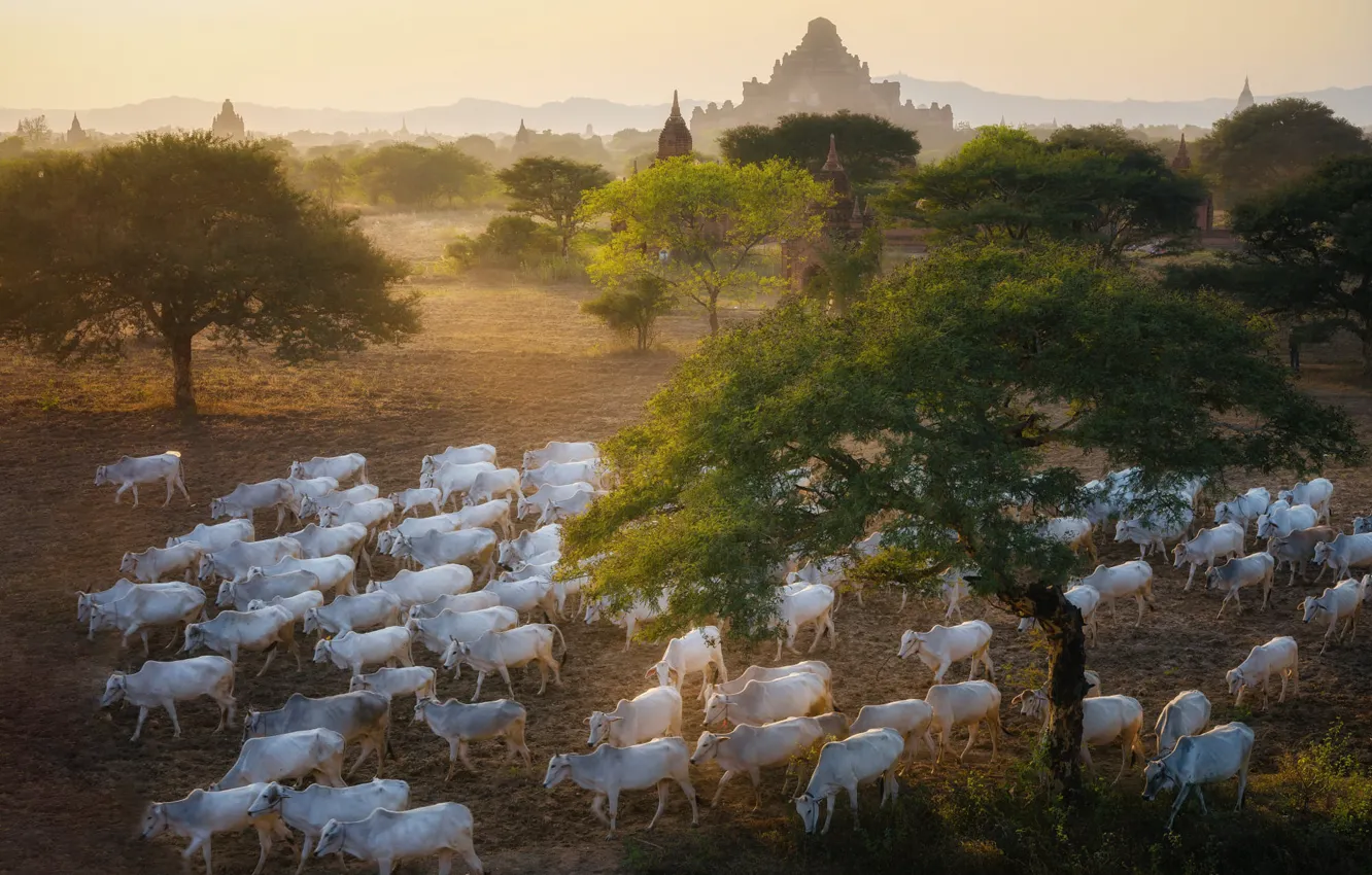 Photo wallpaper trees, nature, cows, temple, buildings, the herd