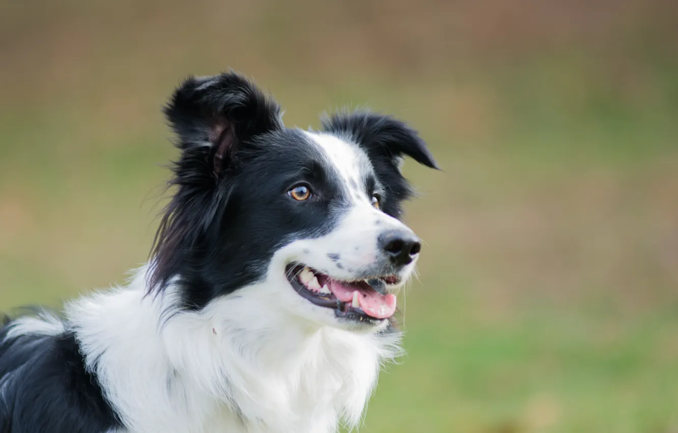 Photo wallpaper face, dog, adults