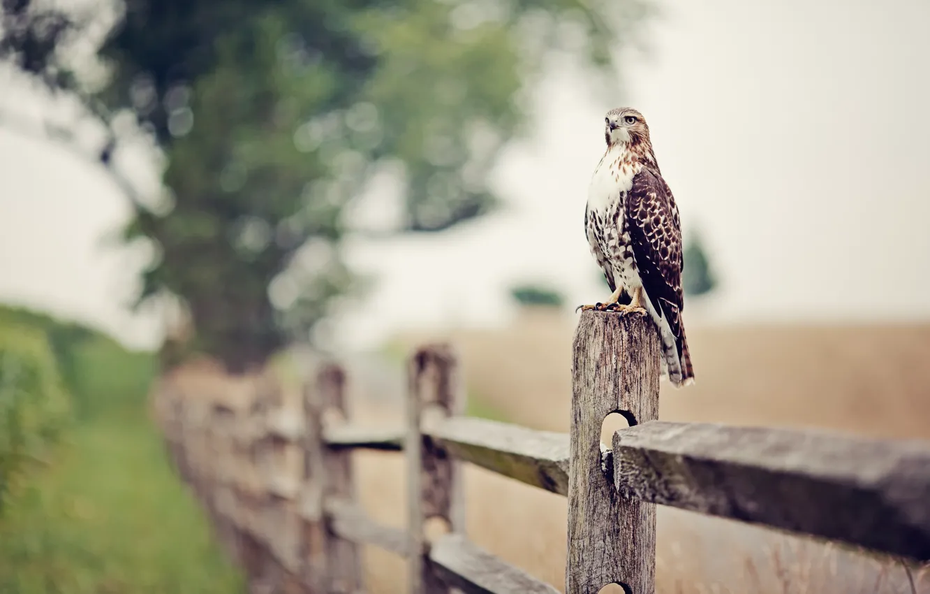Photo wallpaper eagle, the fence, Falcon, bokeh