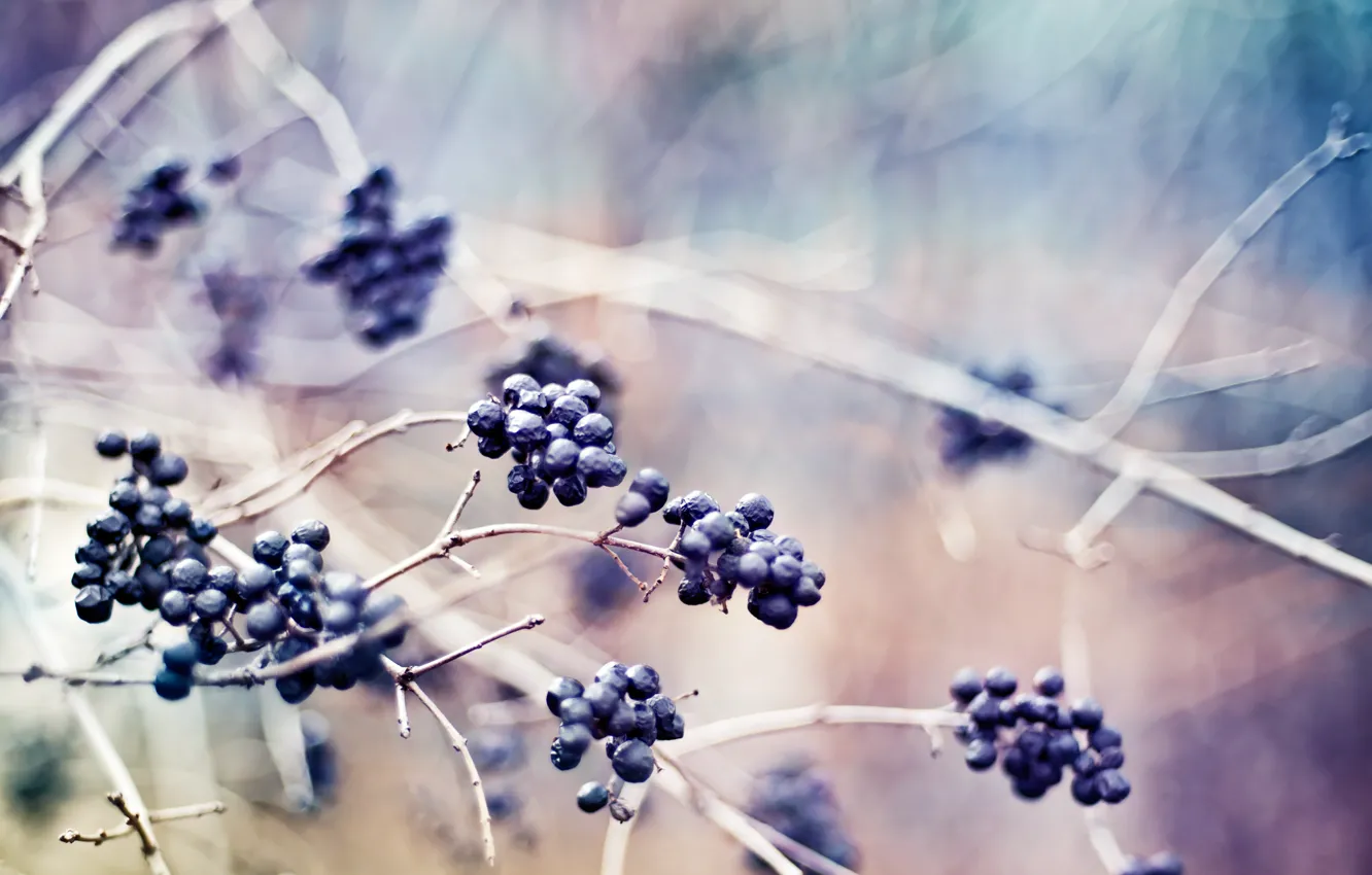 Photo wallpaper macro, branches, nature, berries, plant