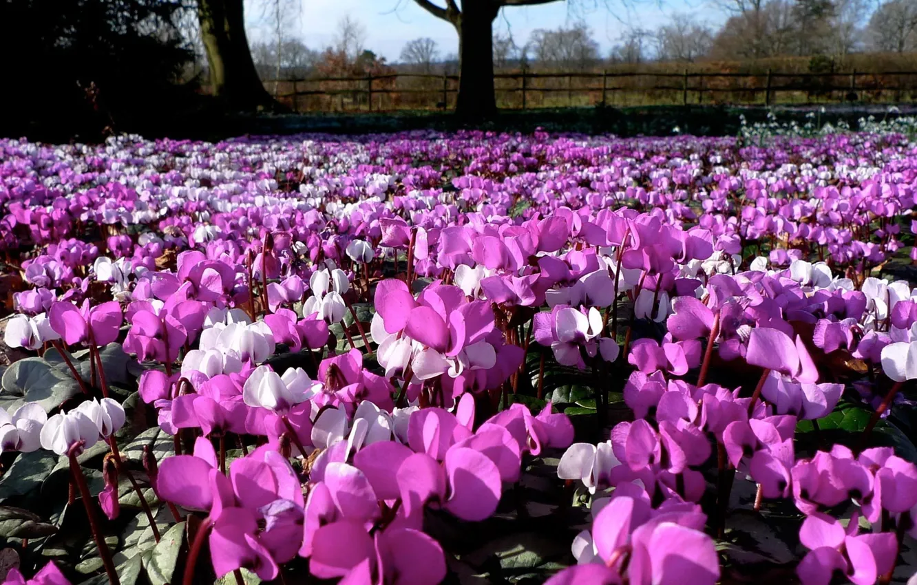 Photo wallpaper field, flowers, nature, petals, cyclamen