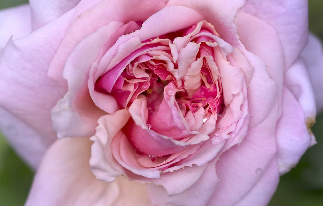Photo wallpaper macro, flowers, Rosa, roses, pink, tea rose