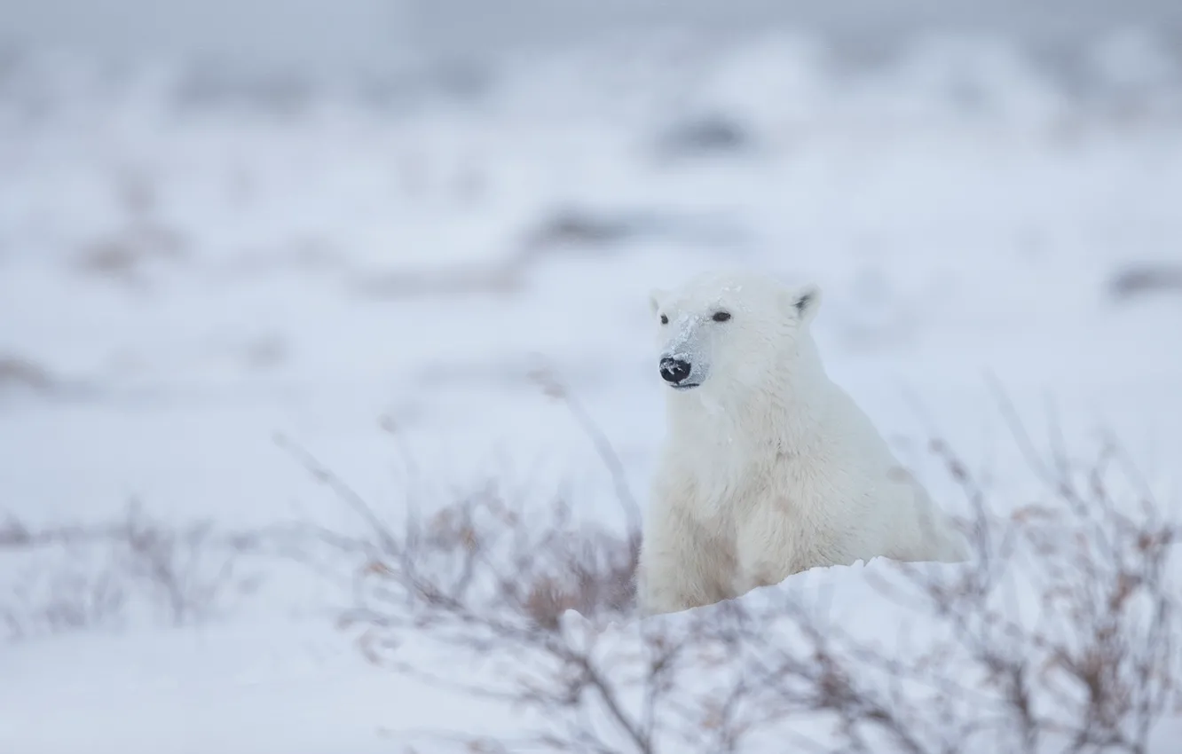 Photo wallpaper winter, snow, Polar bear, Polar bear