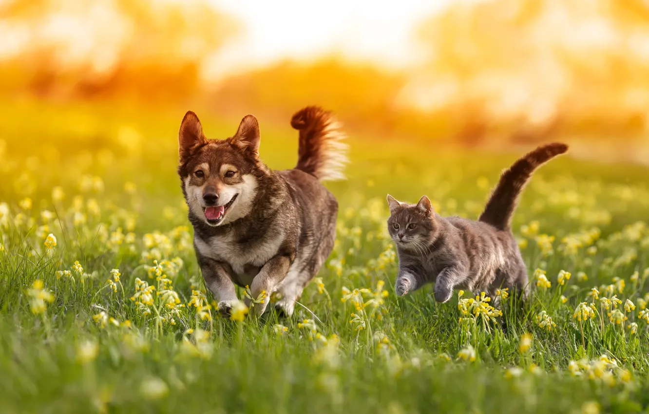 Photo wallpaper cat, cat, each, dog, walk