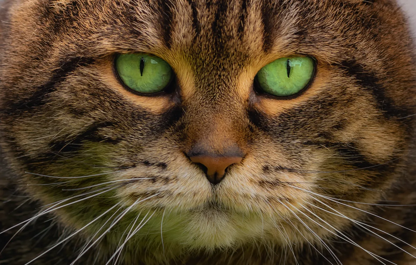 Photo wallpaper look, portrait, muzzle, green eyes, Kote, kotofeich
