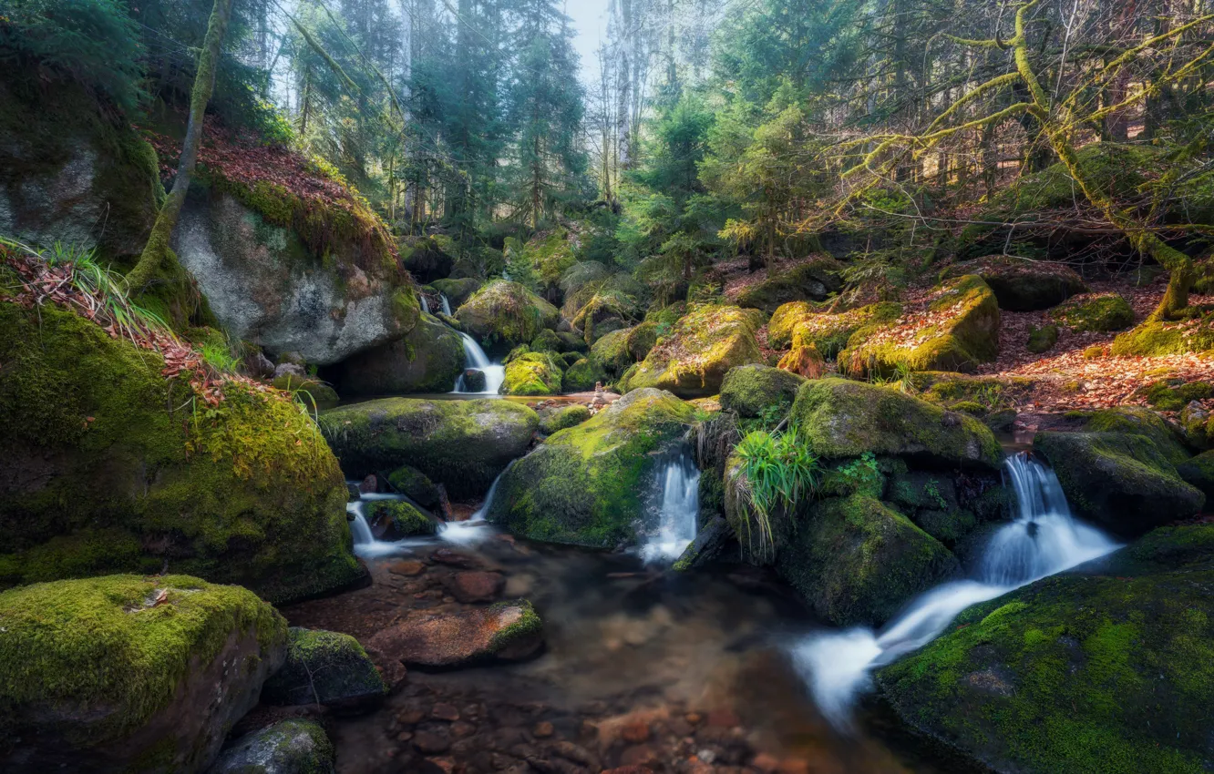 Photo wallpaper forest, stream, stones, waterfall, moss