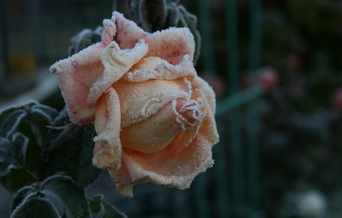 Photo wallpaper autumn, macro, nature, Wallpaper, rose, morning, garden, picture