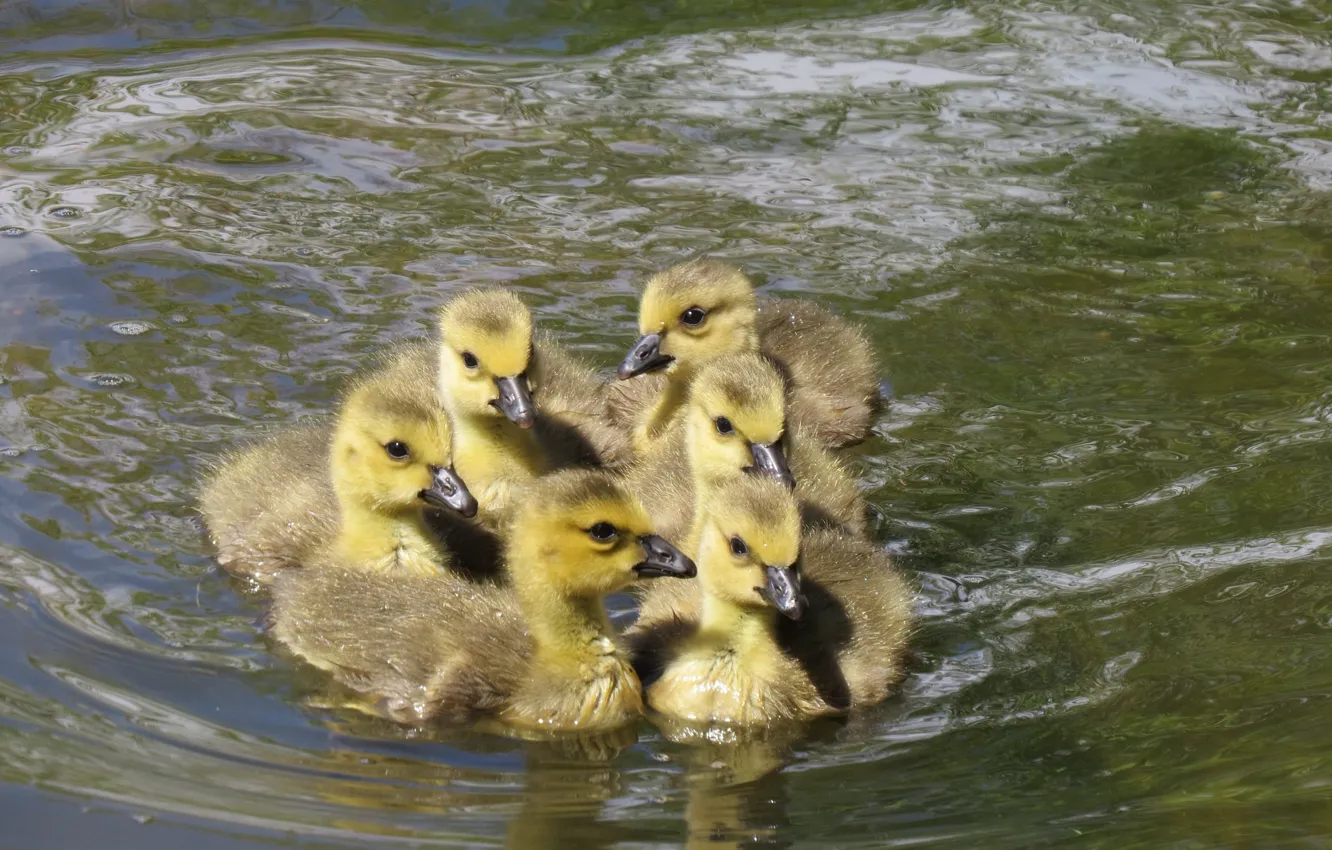 Photo wallpaper water, lake, the goslings