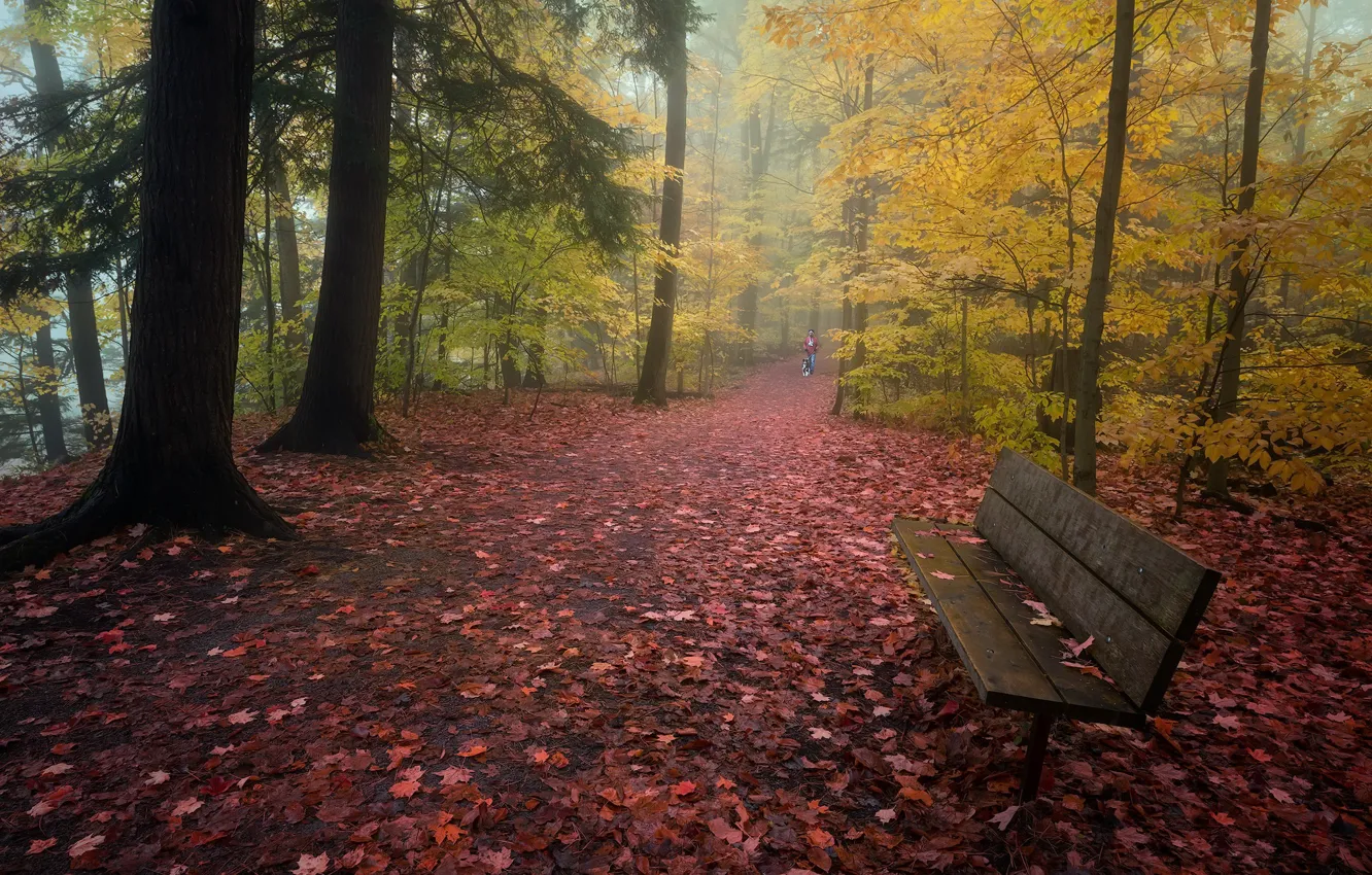 Photo wallpaper autumn, Park, bench