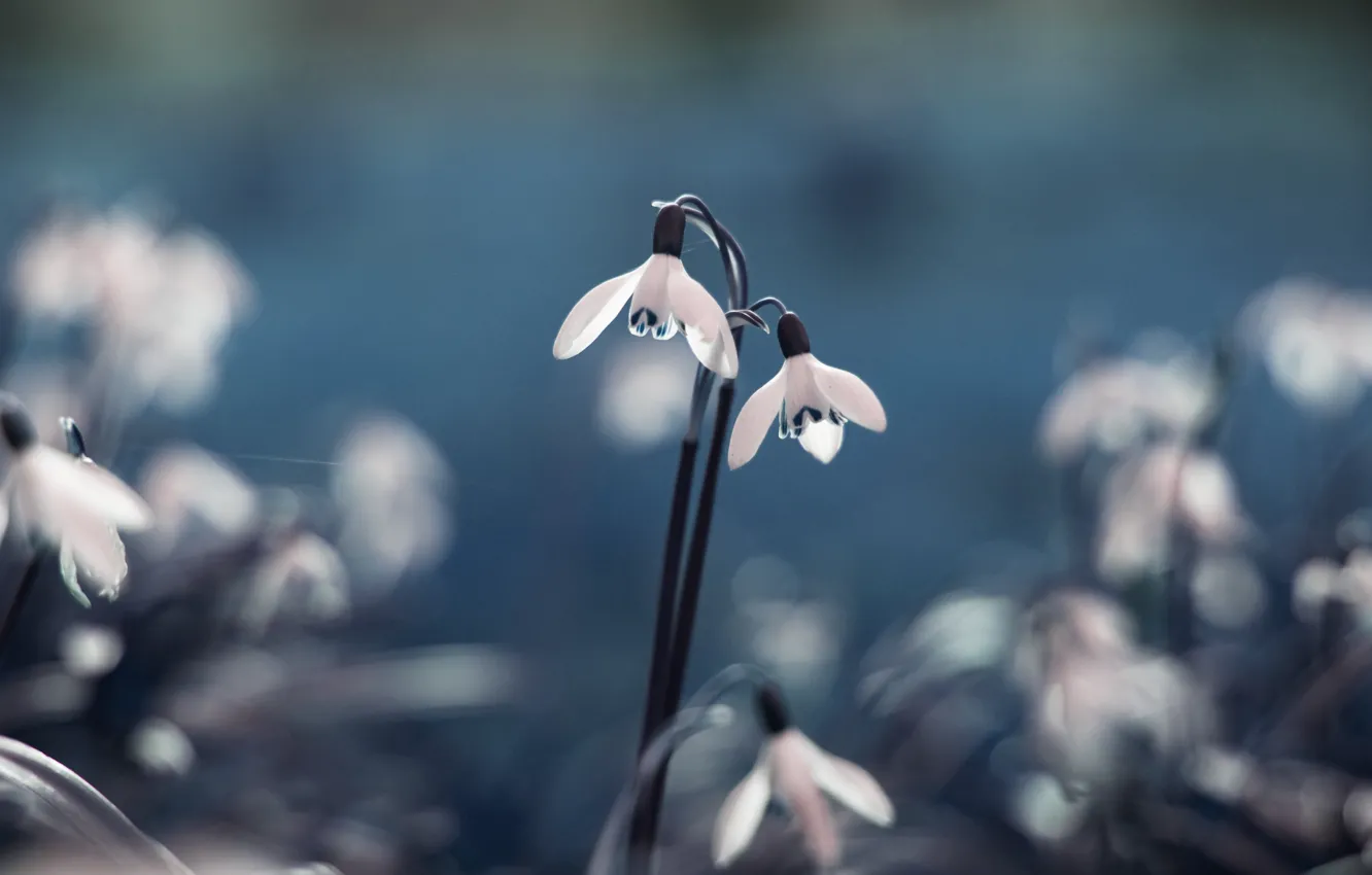 Photo wallpaper macro, flowers, blue, nature, glade, color, spring, snowdrops