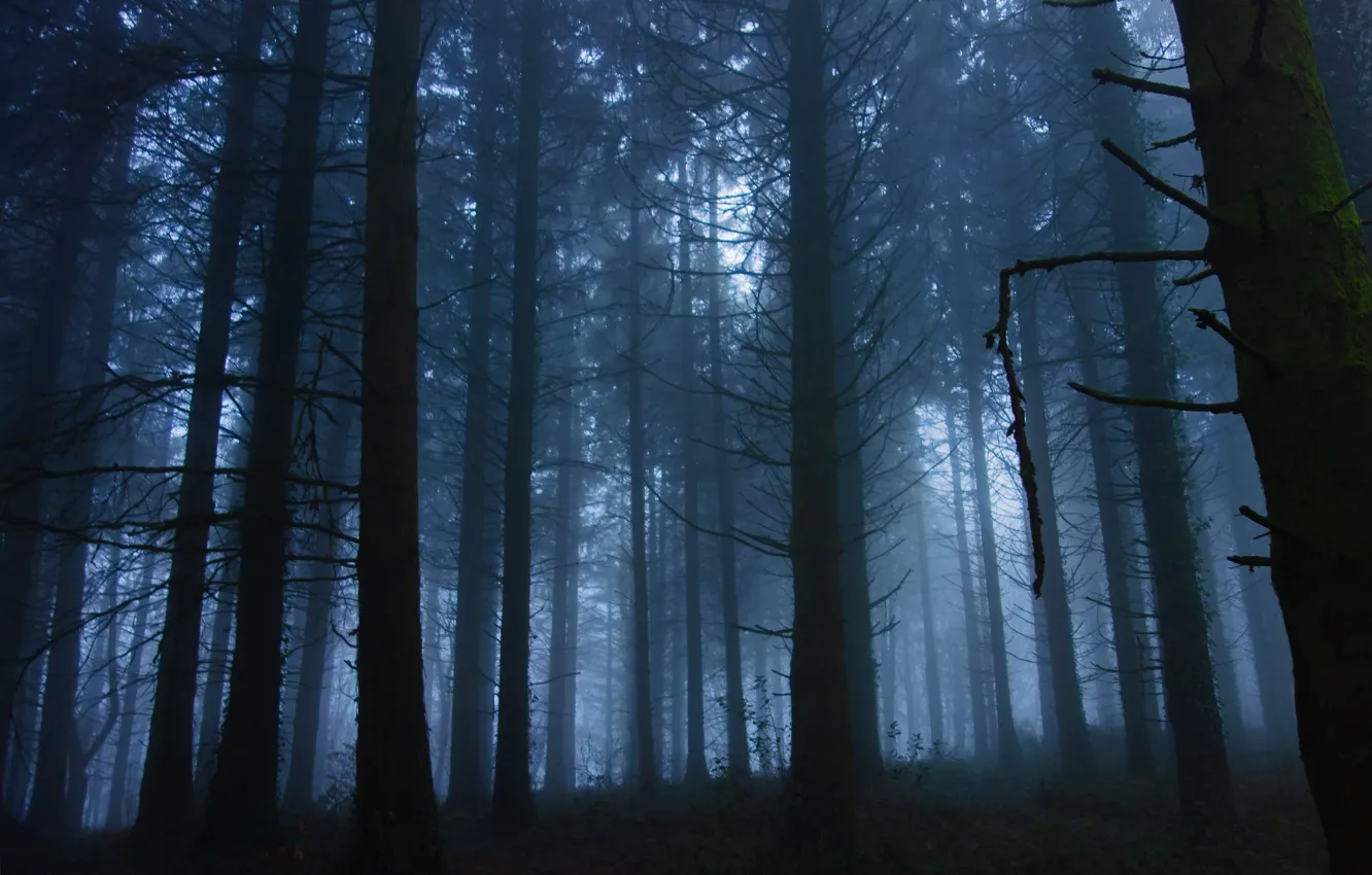 Photo wallpaper forest, trees, nature, fog, England, morning, twilight, England