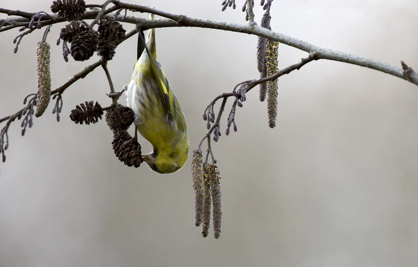 Photo wallpaper sprig, bird, spring, earrings