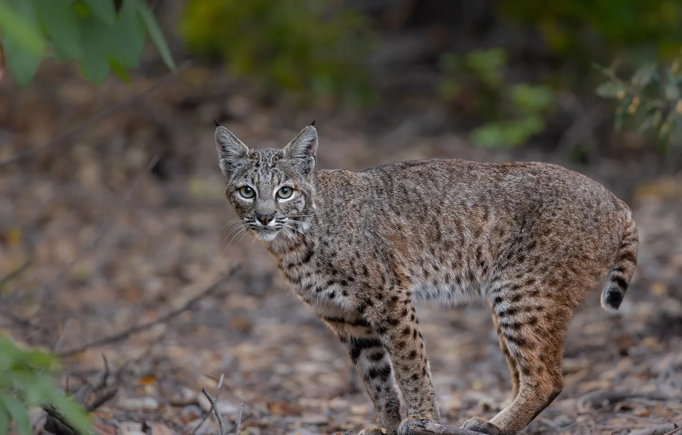 Photo wallpaper look, face, leaves, branches, nature, background, lynx, wild cat