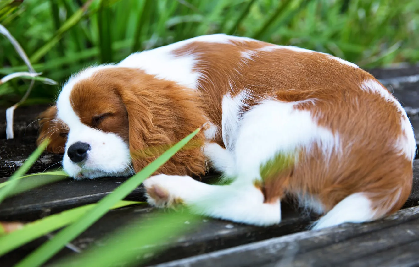 Photo wallpaper background, animal, Wallpaper, sleep, dog, sleeping, wallpaper, picture