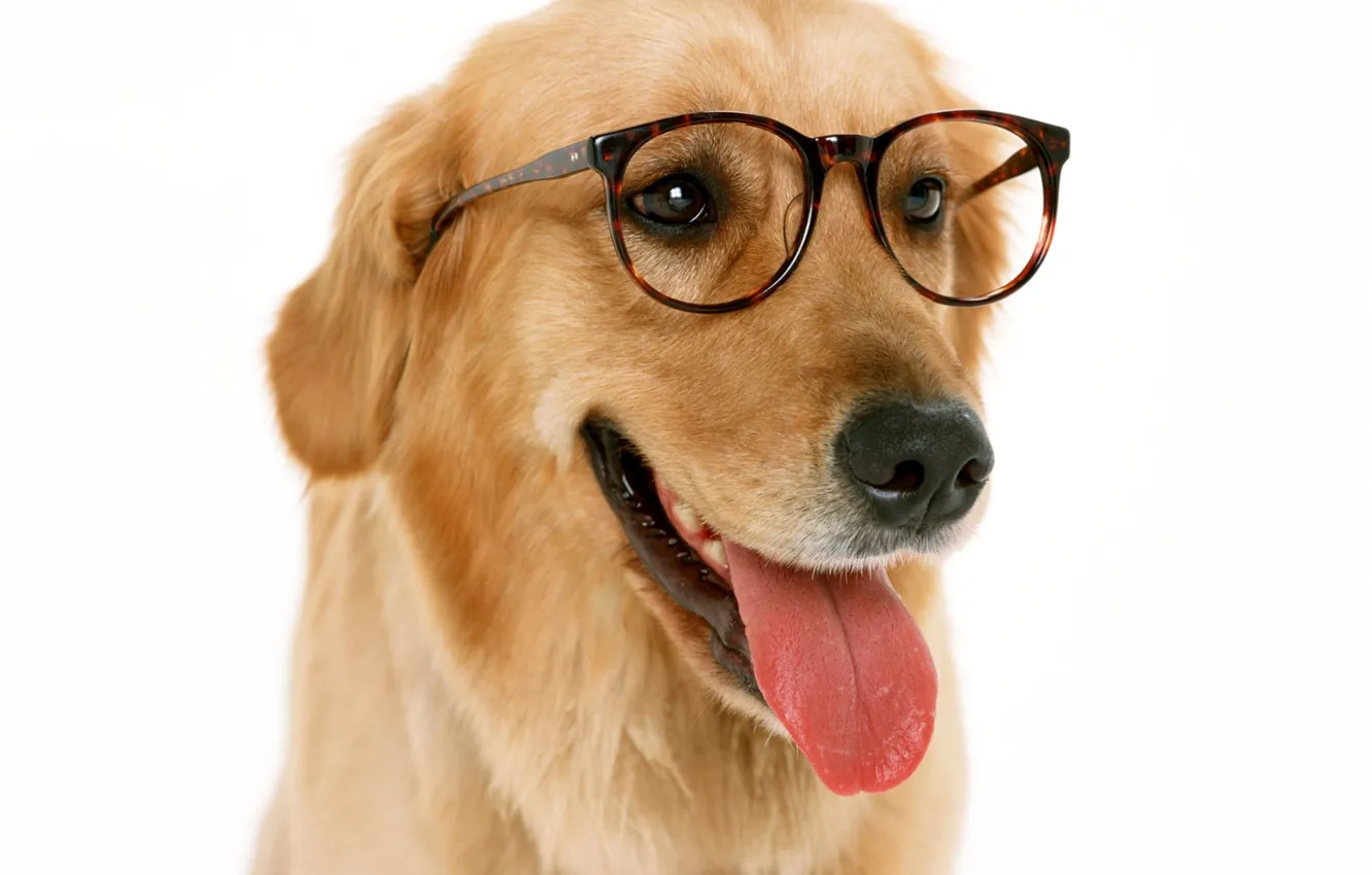 Photo wallpaper language, face, dog, glasses