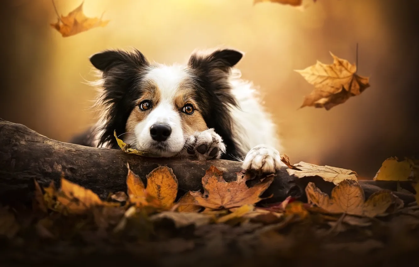 Photo wallpaper autumn, look, face, leaves, dog, log