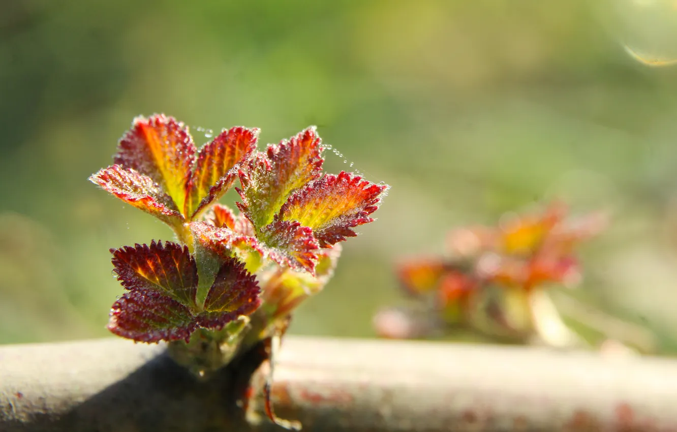 Photo wallpaper leafs, color, spring, twig