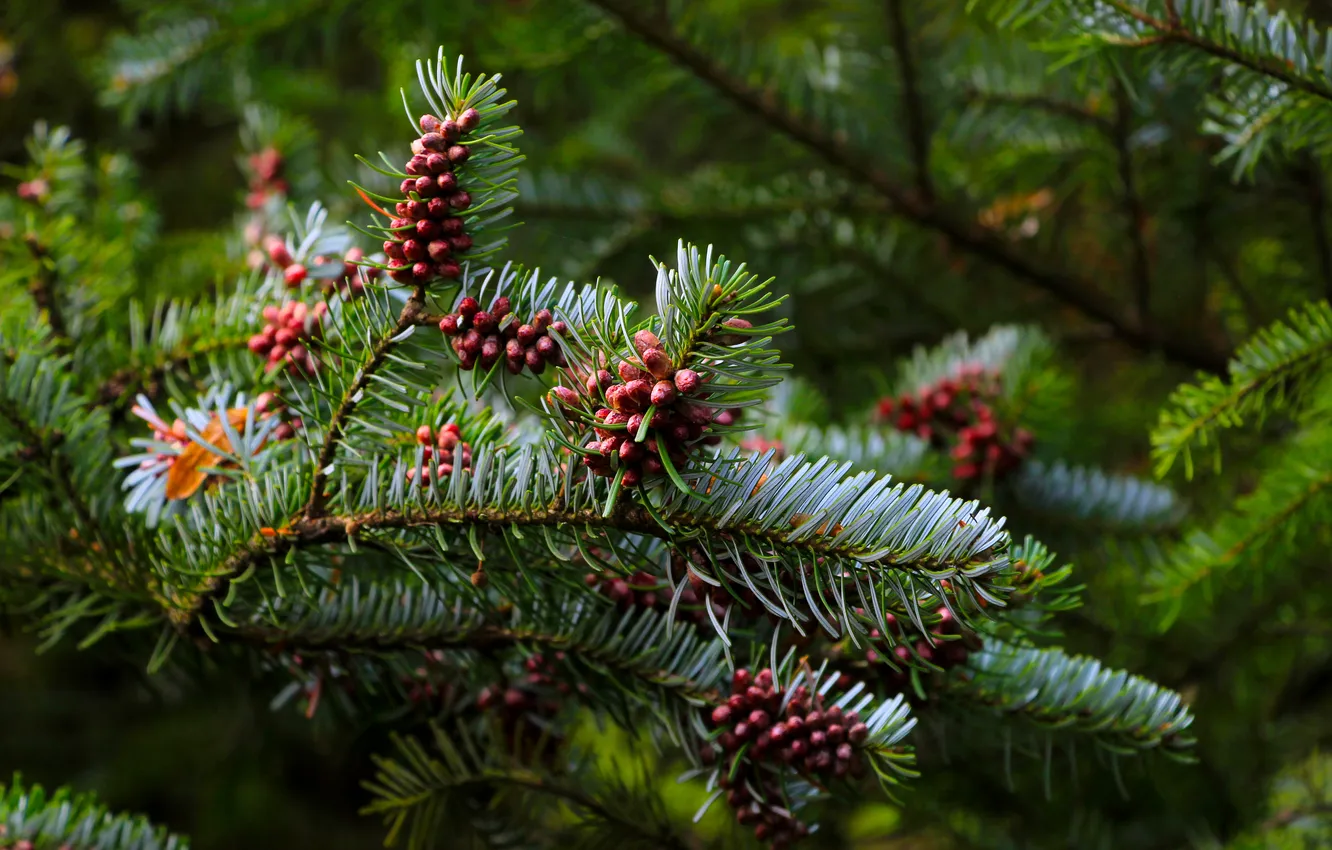 Photo wallpaper tree, spruce, twig, coniferous