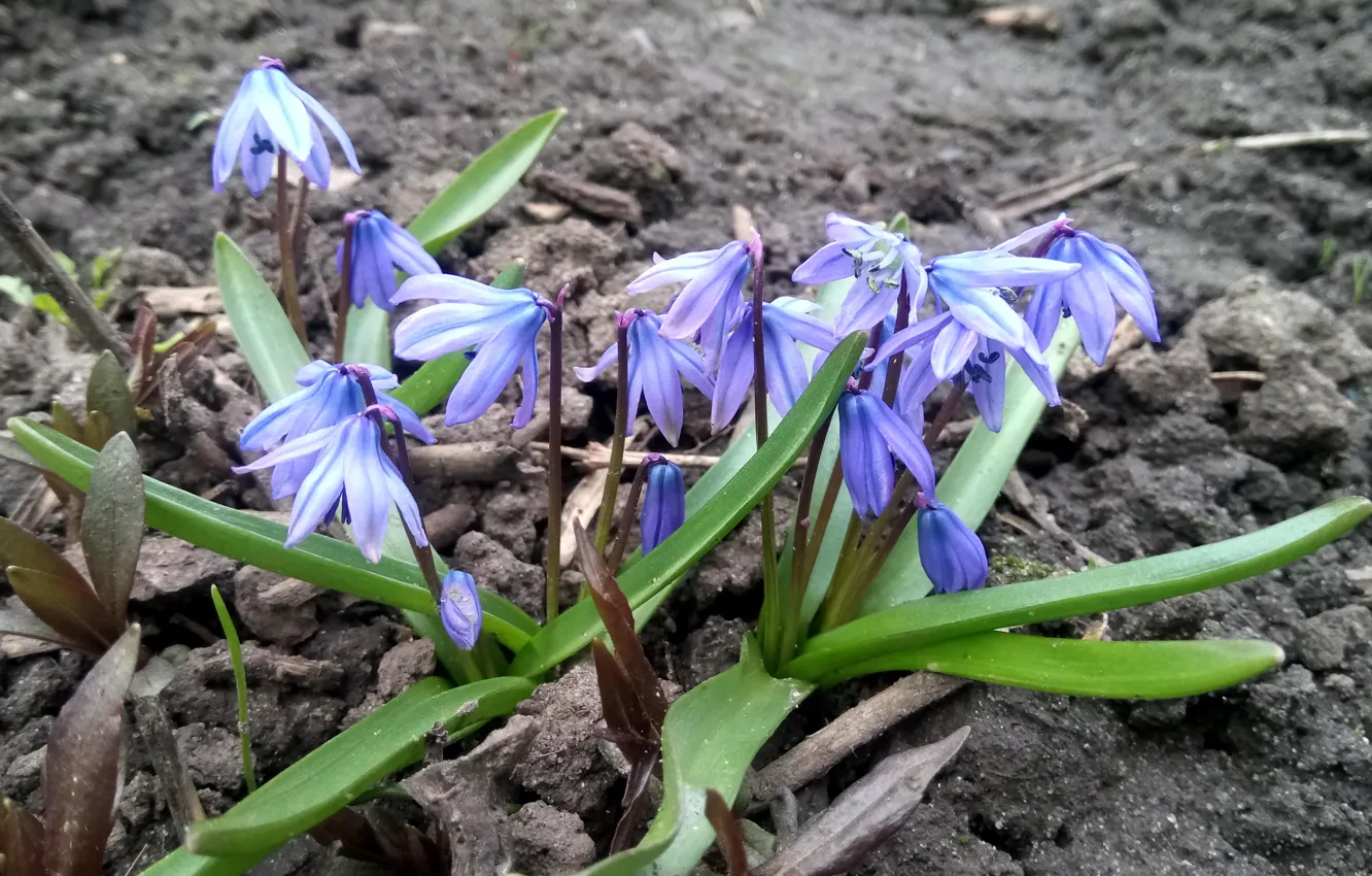 Photo wallpaper Flowers, Blue, Spring