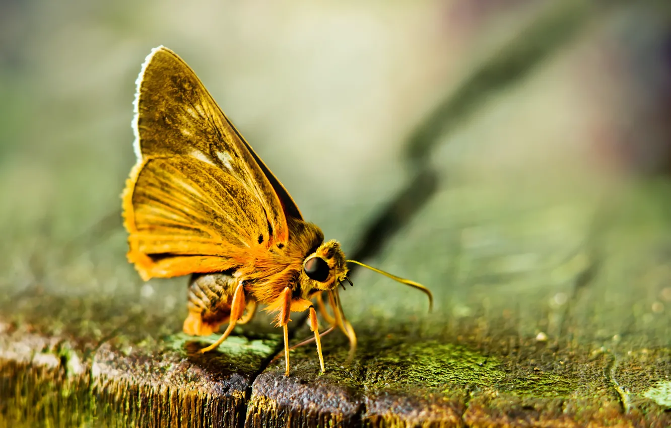 Photo wallpaper yellow, background, butterfly, moss
