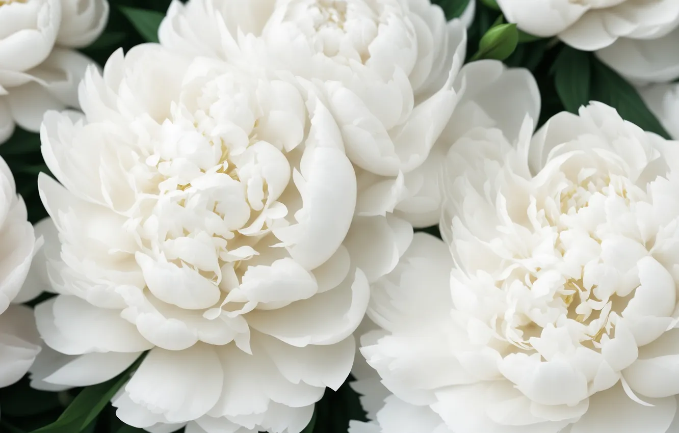 Photo wallpaper flowers, background, Wallpaper, plant, beauty, wallpaper, flower, flowers