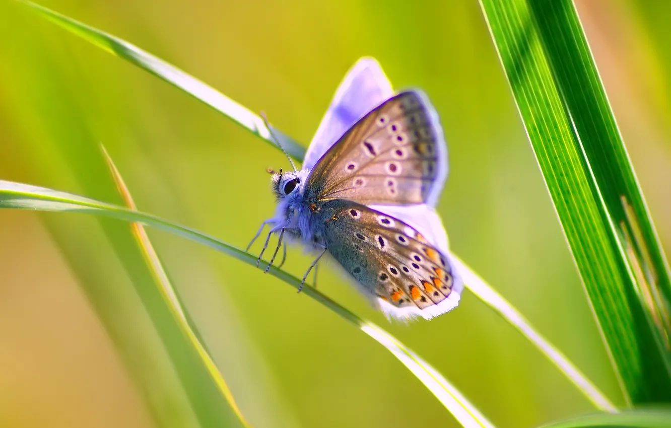 Photo wallpaper grass, butterfly, insect