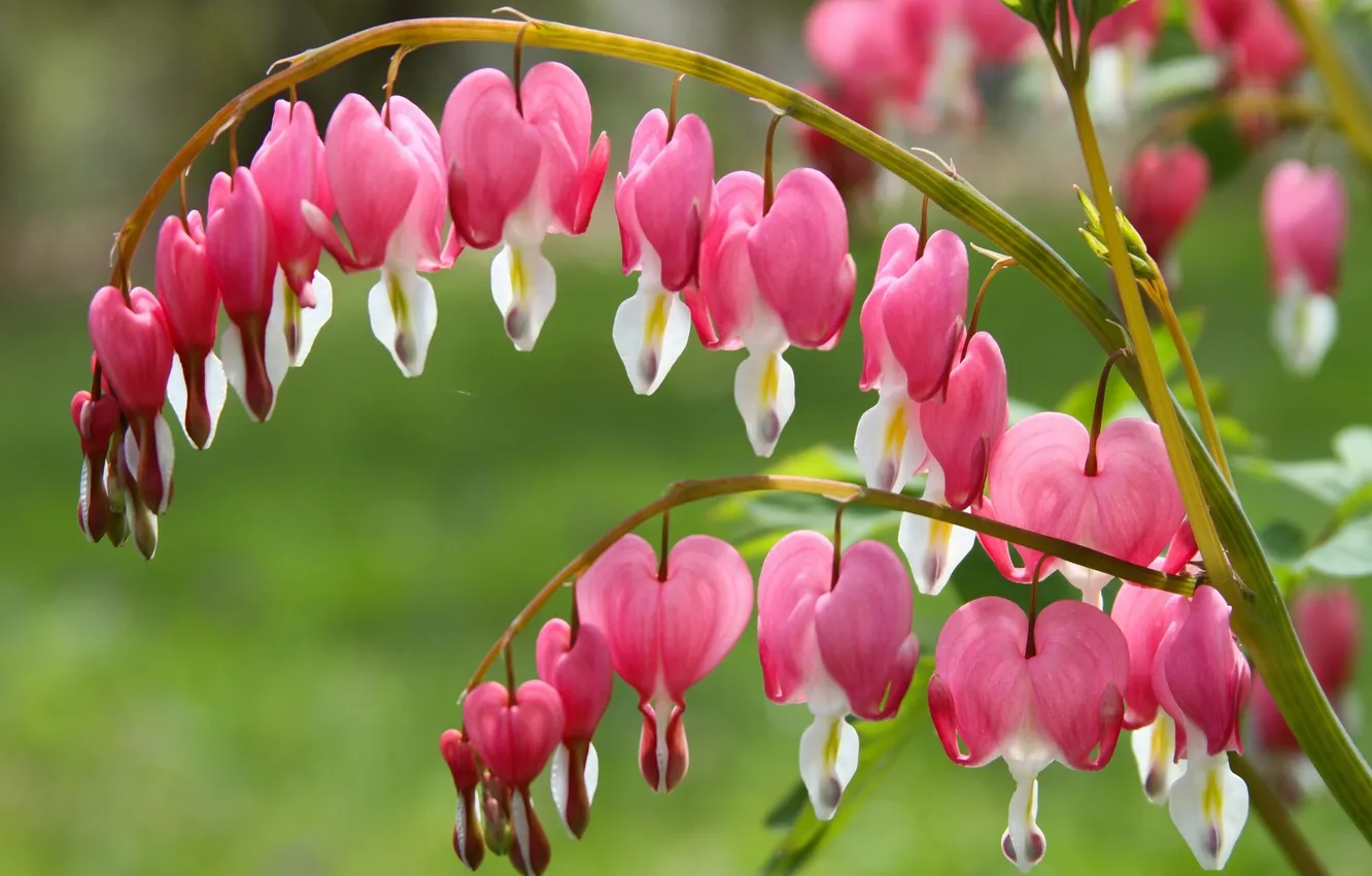 Photo wallpaper macro, broken heart, the bleeding heart