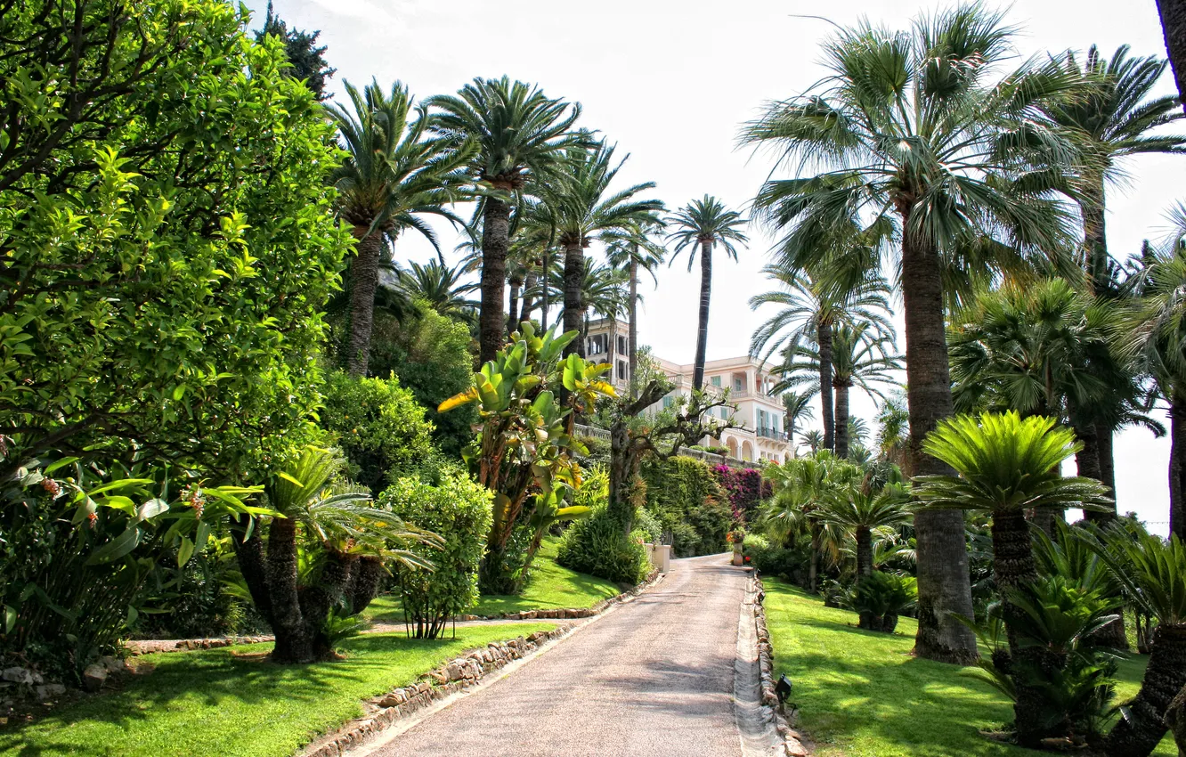 Photo wallpaper palm trees, France, track, the hotel, alley, Menton