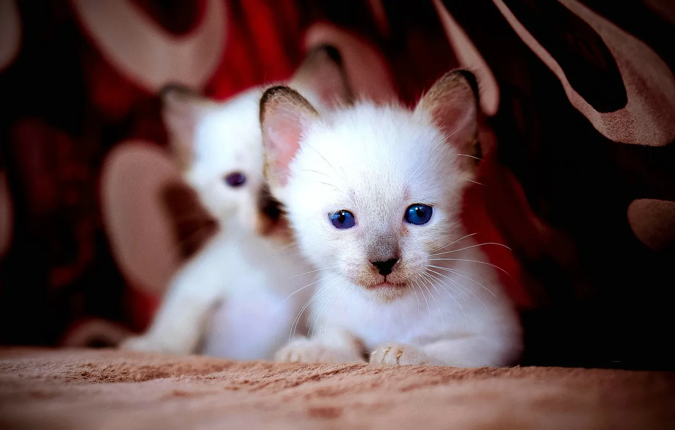 Photo wallpaper cat, eyes, blue, white, kitty