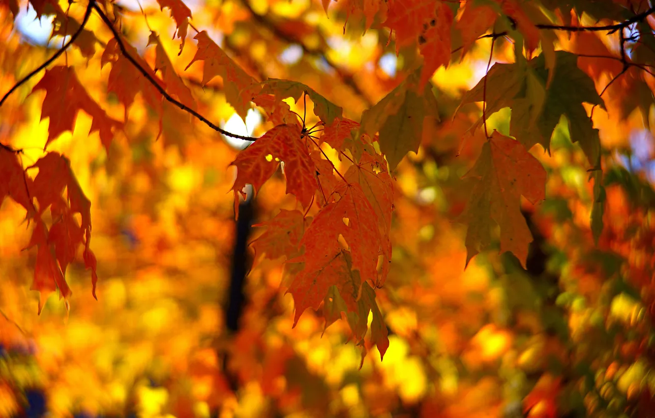Photo wallpaper autumn, forest, leaves, maple