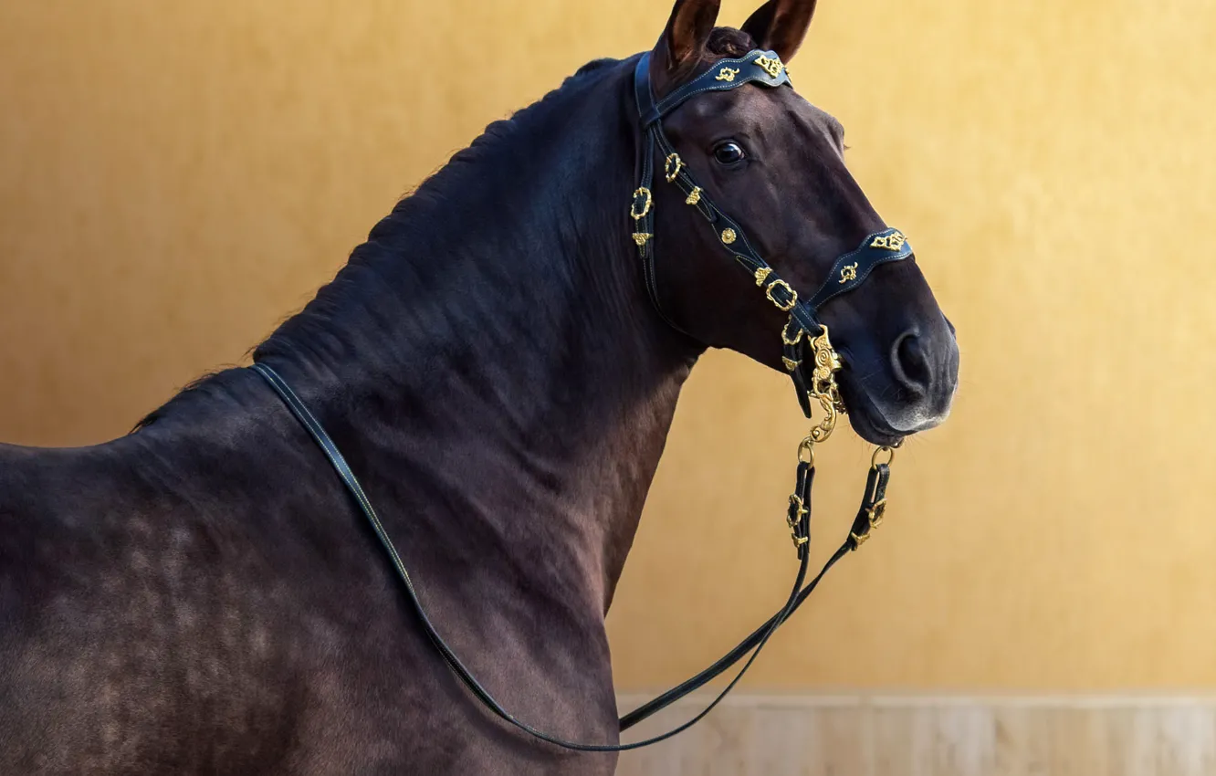 Photo wallpaper look, horse, horse, portrait, team, orange background, bridle