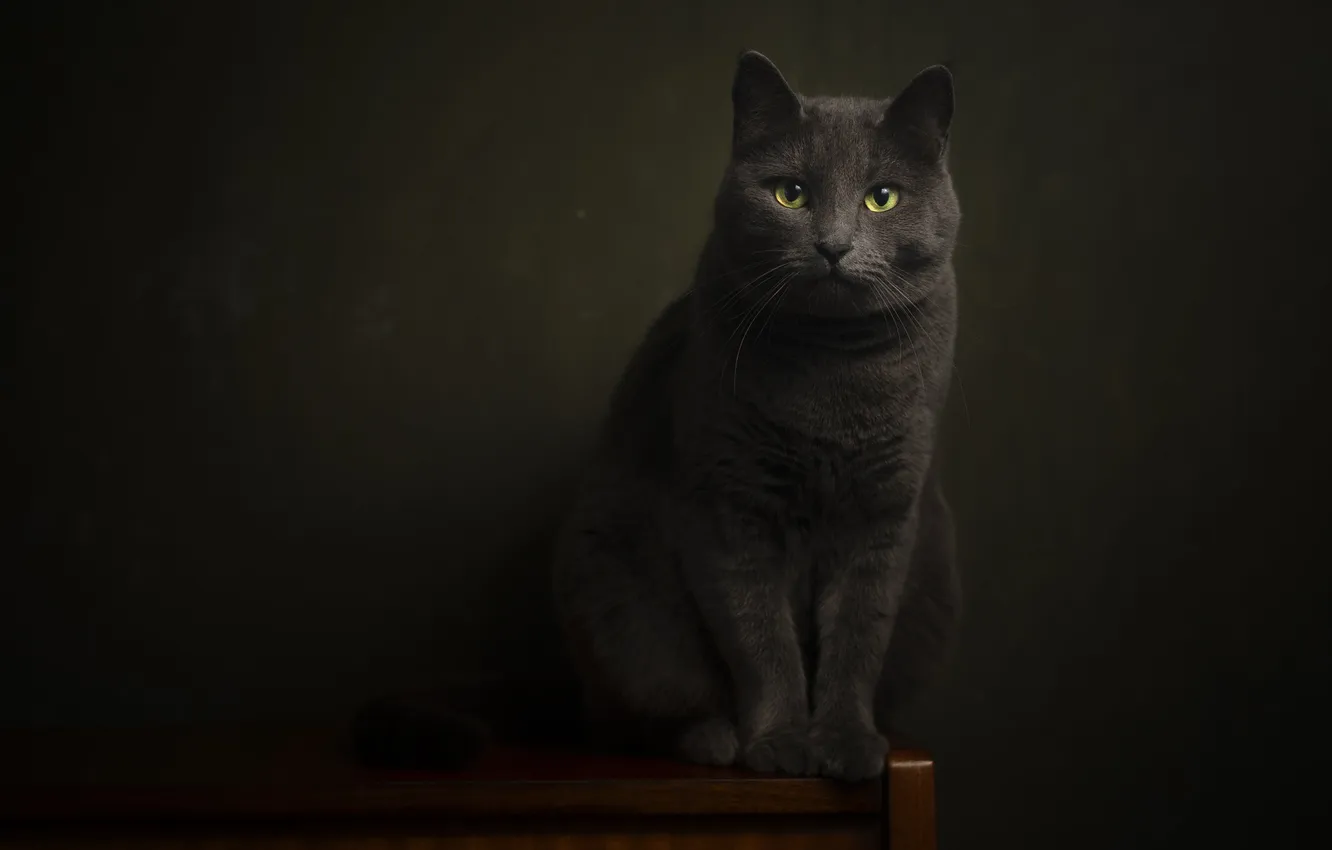 Photo wallpaper cat, eyes, cat, muzzle