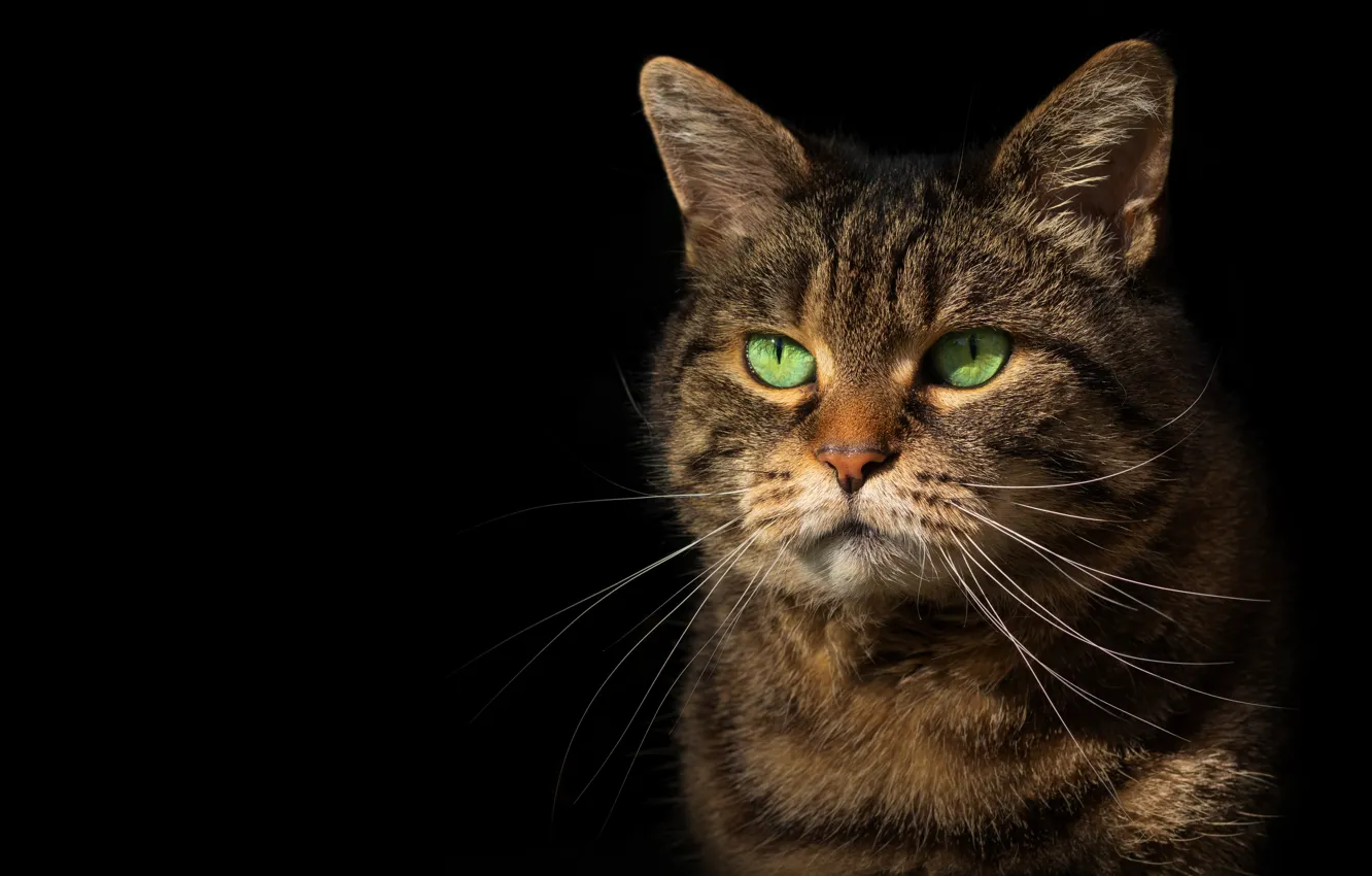 Photo wallpaper cat, face, grey, portrait, black background, striped, Tomcat, thick