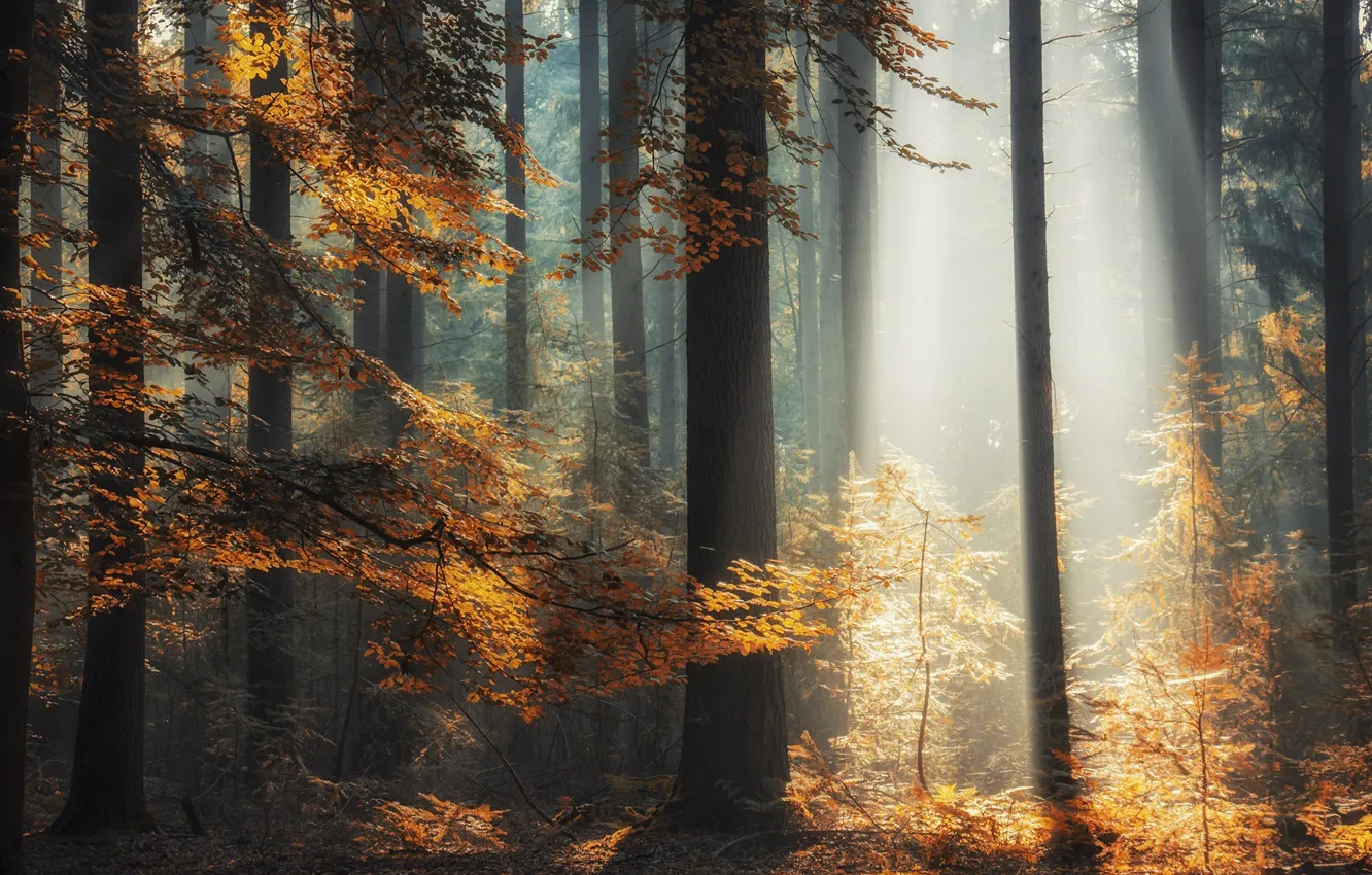 Photo wallpaper autumn, forest, rays, light, trees