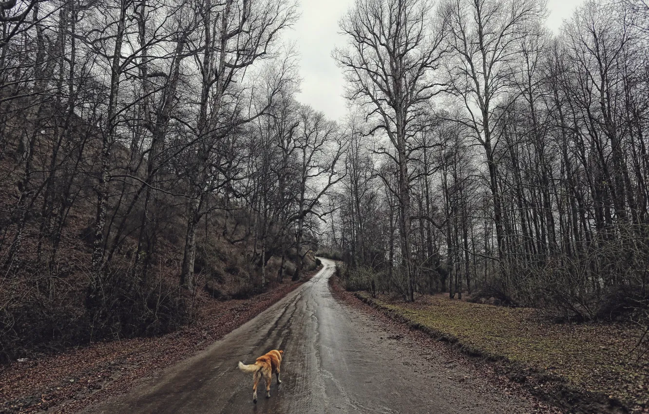 Photo wallpaper road, forest, dog