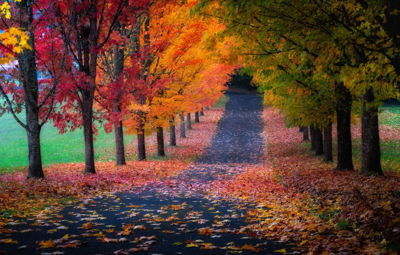 Photo wallpaper road, autumn, leaves, trees, foliage