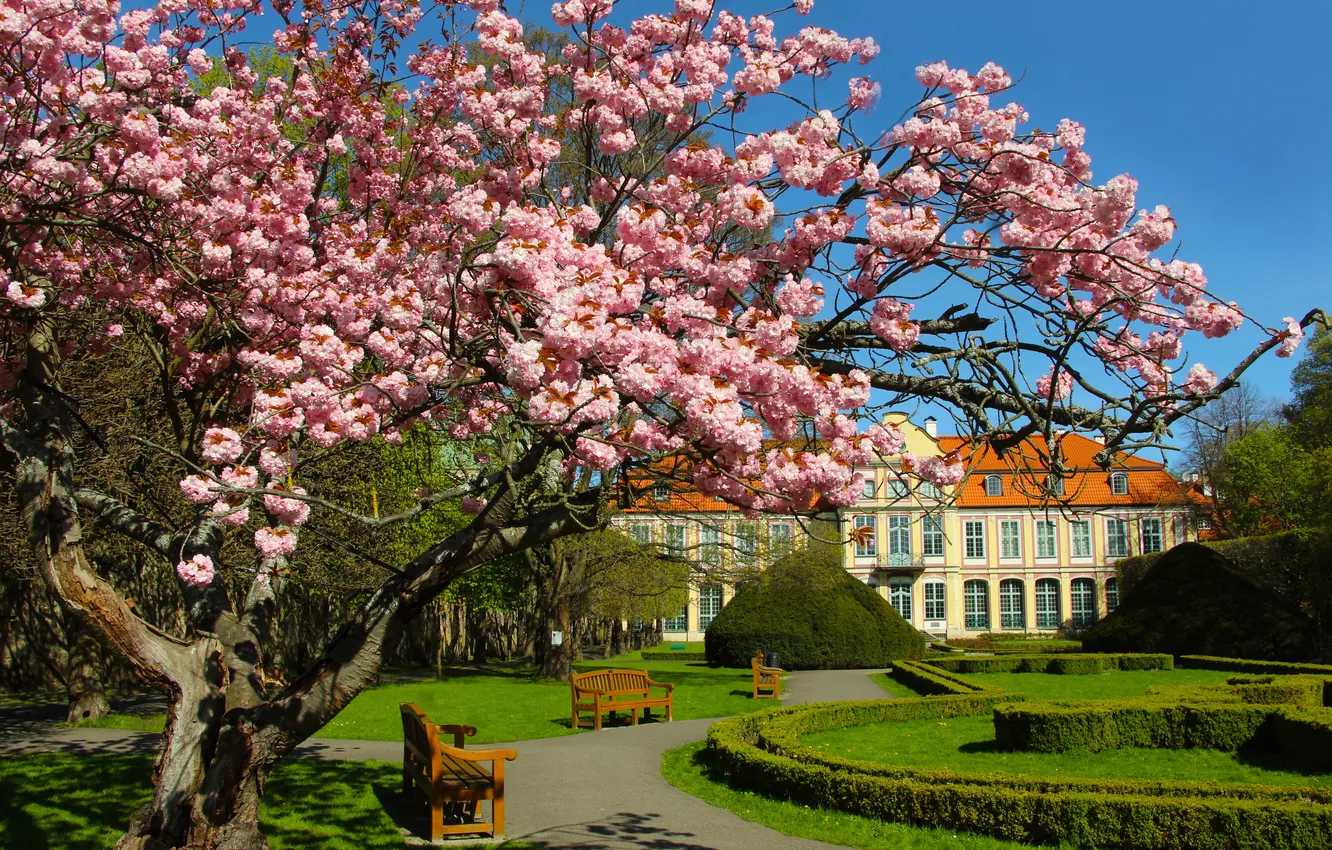 Photo wallpaper park, spring, alley, Pink flower, Blooming tree