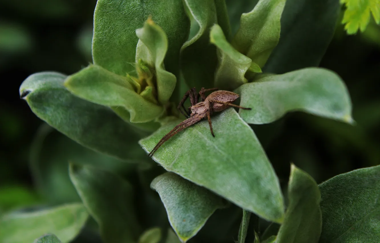 Photo wallpaper nature, foliage, spider, micro