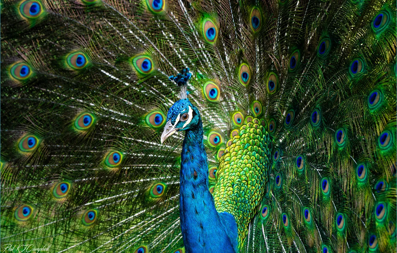Photo wallpaper bird, feathers, peacock