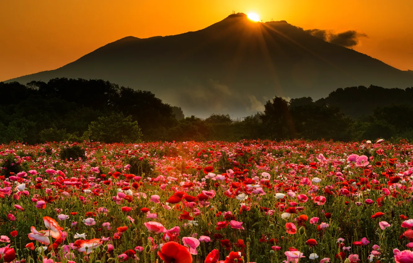 Photo wallpaper field, summer, the sky, the sun, rays, light, trees, landscape