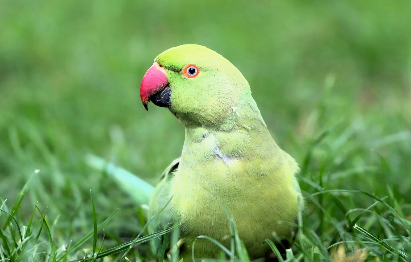 Photo wallpaper grass, green, parrot, lawn, ringed parrot